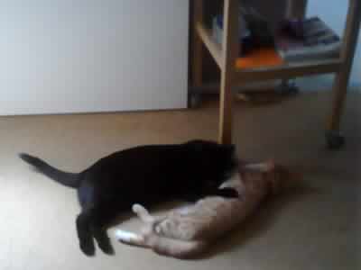 Blackie and Queenie - two cats play fighting